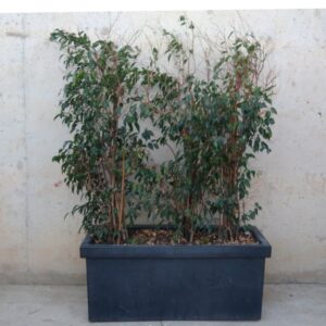 Jardinera negra 100x43cm d'ocasió a cabauoportunitats.com Balaguer - Lleida - Catalunya